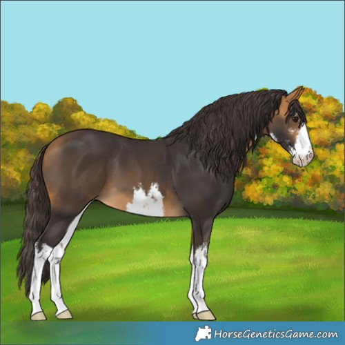 Horse Color:White Spotted Buckskin 