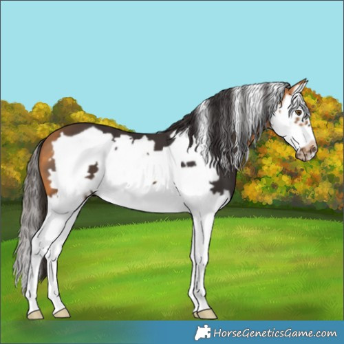 Horse Color:White Spotted Buckskin Splash Frame 