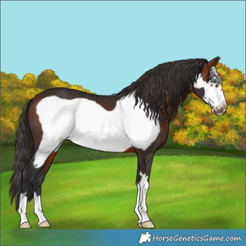 Horse Color:Bay Frame 