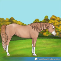 Horse Color:Gold Champagne Splash