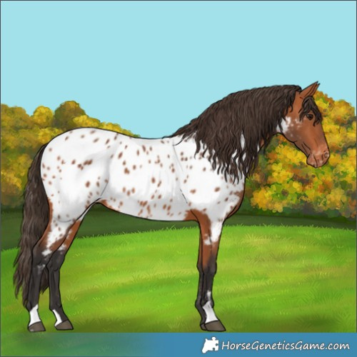 Horse Color:Bay Appaloosa 