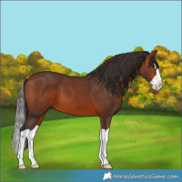 Horse Color:Bay Splash 