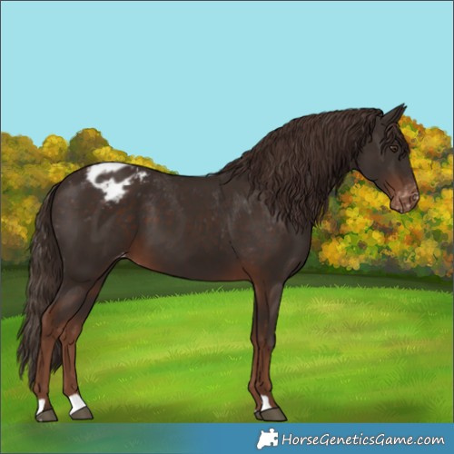 Horse Color:Liver Chestnut Appaloosa 