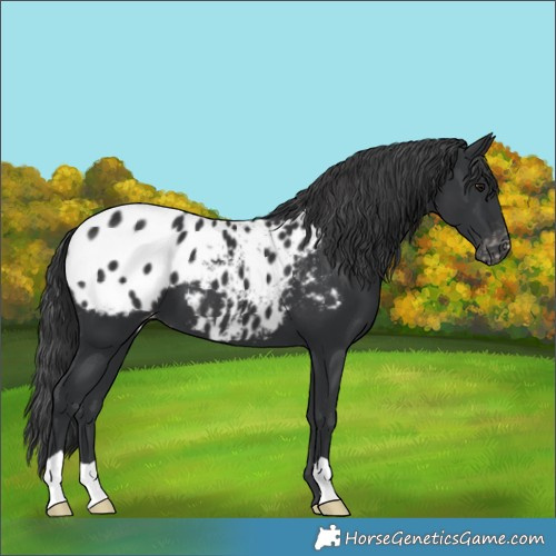 Horse Color:Black Appaloosa 