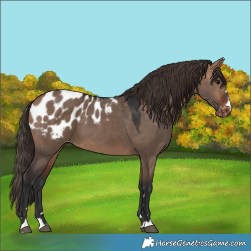 Horse Color:Bay Dun Appaloosa