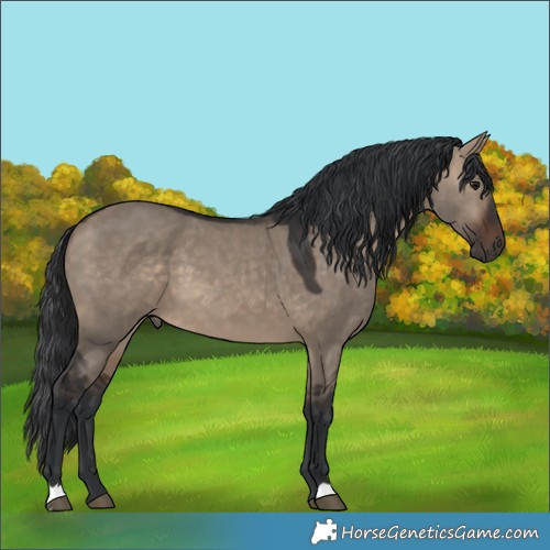 Horse Color:Brown Dun 