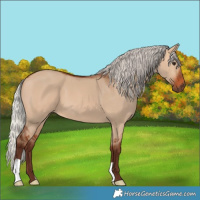 Horse Color:Silver Bay Dun 