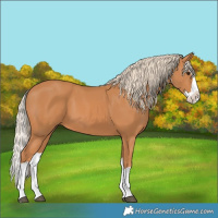 Horse Color:Chestnut Splash 
