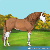 Horse Color:Chestnut Splash 