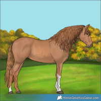Horse Color:Chestnut Tobiano 
