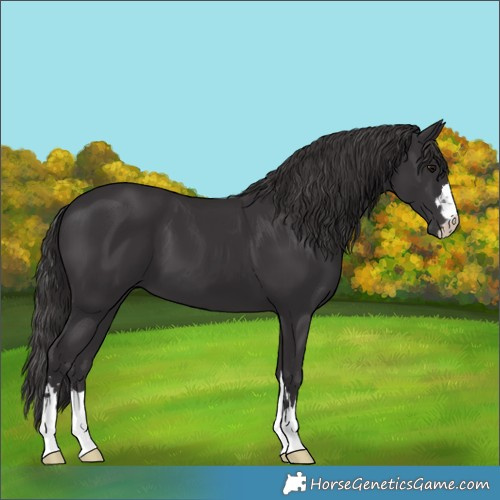 Horse Color:Smoky Black 