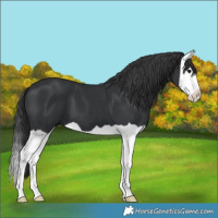 Horse Color:Black Splash