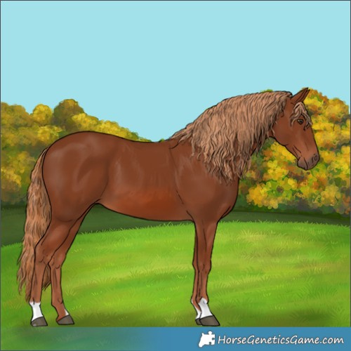 Horse Color:Chestnut 