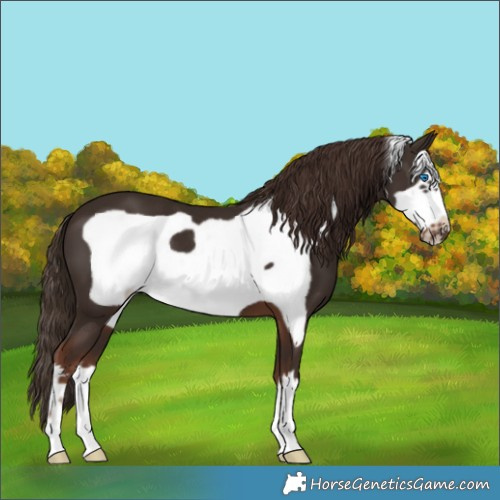 Horse Color:Liver Chestnut Frame 