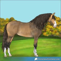 Horse Color:Buckskin 
