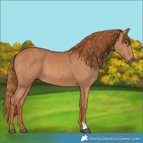 Horse Color:Chestnut 