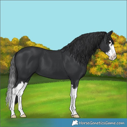Horse Color:White Spotted Black Splash