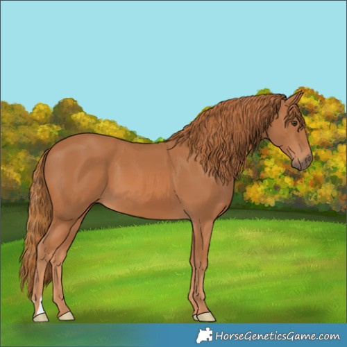Horse Color:Chestnut 