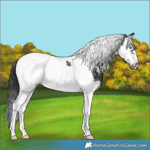 Horse Color:Black Splash Tobiano Frame 