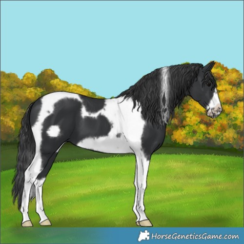 Horse Color:Black Tobiano Frame