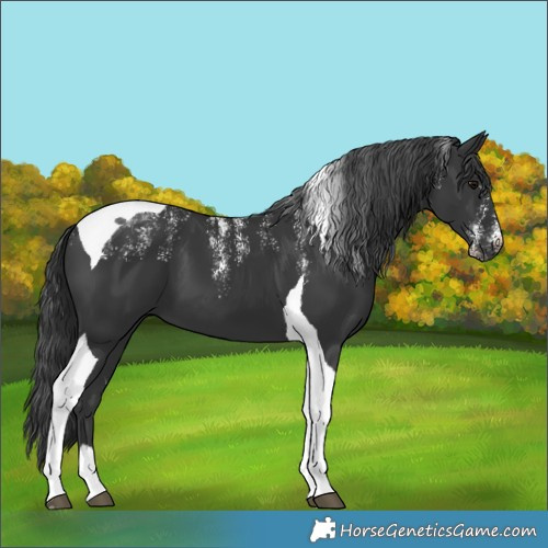 Horse Color:Powder White Black Tobiano 