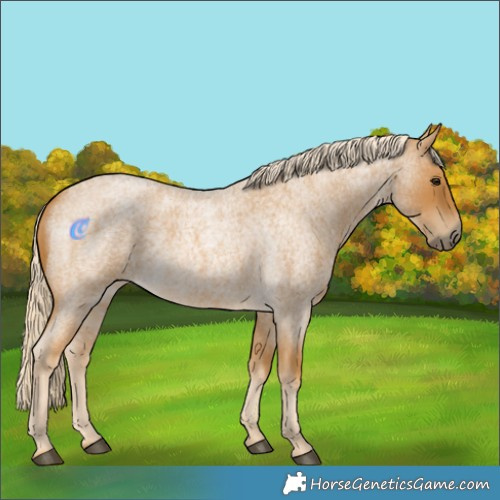 Horse Color:Palomino Roan