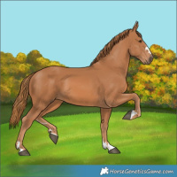 Horse Color:Chestnut 