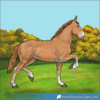 Horse Color:Chestnut 