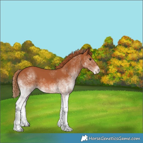 Horse Color:White Spotted Chestnut 