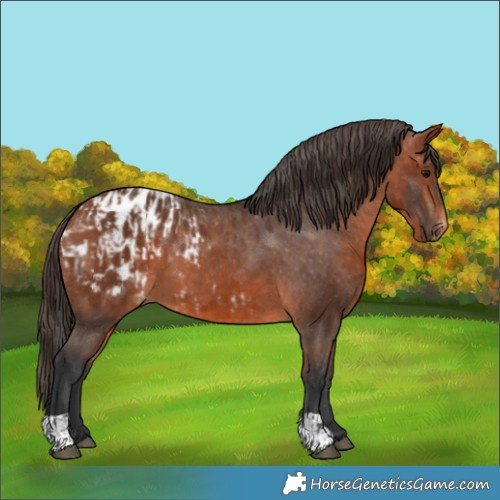 Horse Color:Bay Appaloosa  and Bay Appaloosa 