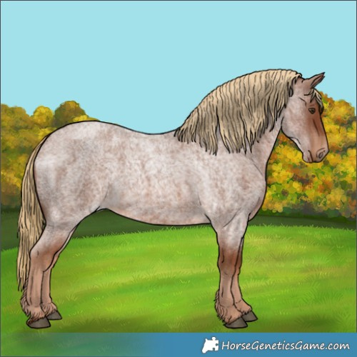 Horse Color:Red Roan 