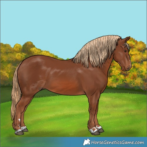 Horse Color:Chestnut 
