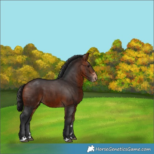 Horse Color:Bay Appaloosa 