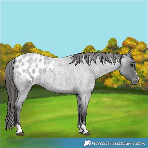 Horse Color:Blue Roan Appaloosa 