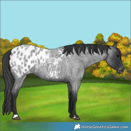 Horse Color:Blue Roan Appaloosa 