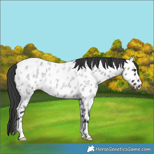 Horse Color:Blue Roan Appaloosa 