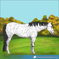 Horse Color:Blue Roan Appaloosa 