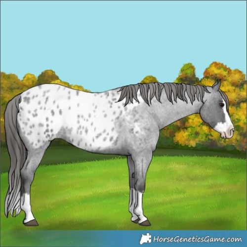 Horse Color:Blue Roan Splash Appaloosa 