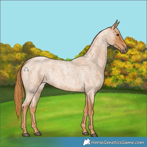 Horse Color:Red Roan 