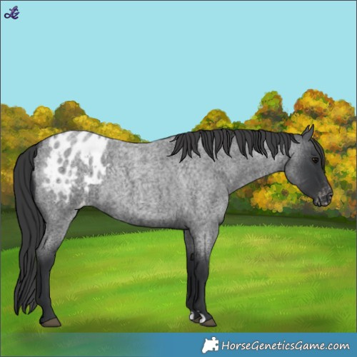 Horse Color:Blue Roan Appaloosa 