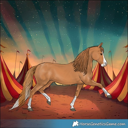 Horse Color:Chestnut Splash