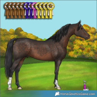 Horse Color:Brown 