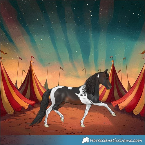 Horse Color:Brown Tobiano 
