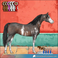Horse Color:Brown Sabino 