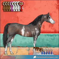 Horse Color:Brown Sabino 