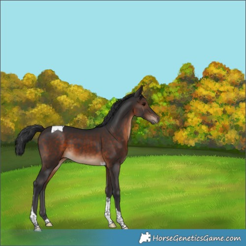 Horse Color:Brown Tobiano 