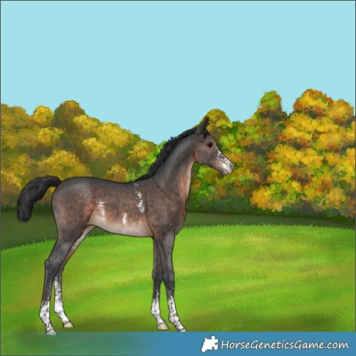 Horse Color:Brown Sabino 