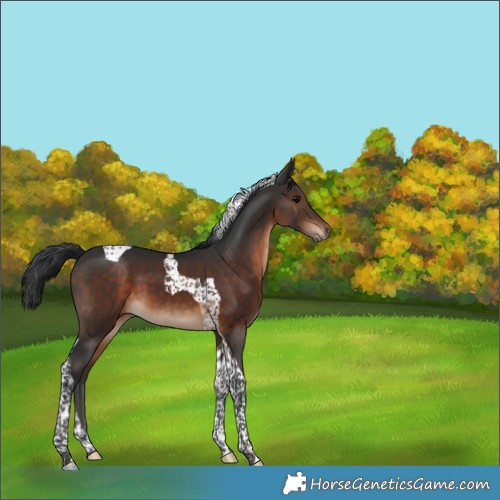 Horse Color:Brown Tobiano 