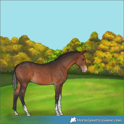 Horse Color:Brown Tobiano Varnish 