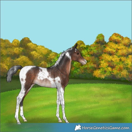 Horse Color:Brown Tobiano Varnish Rabicano 